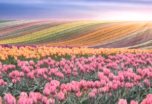 Kop van Noord-Holland