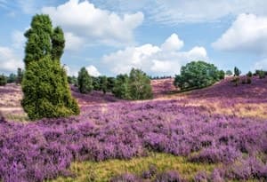 Lüneburg Heath