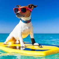 Taking your dog on holiday - 31,502 Apartments & Holiday Homes