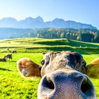 Farm holidays - 721 Apartments & Holiday Homes